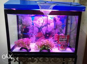 Fishes aquarium with purifier, oxygen pump, light, net,