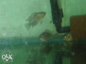 Flowerhorn freies importe quality perl spoted