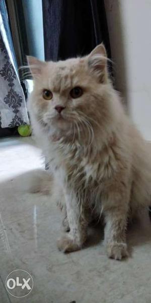 For mating 1.5 years male Persian cat