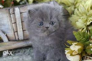 Full healthy and active persian kitten