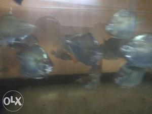 Full size silver doller fish for sell.500 rs