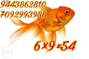 Gold Fish With Text Overlay