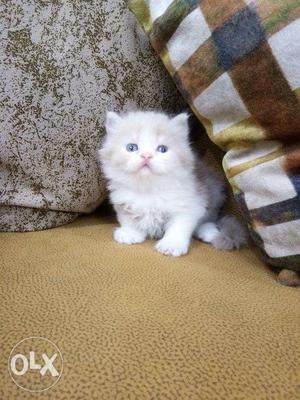 Golden eye white Persian kitten for available