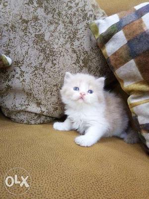 Golu moly blue eyes and white Persian kitten for
