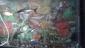 Good condition fish tank set with fish and motor