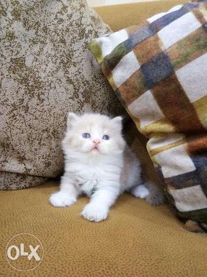 Good quality blue eyes white Persian kitten for