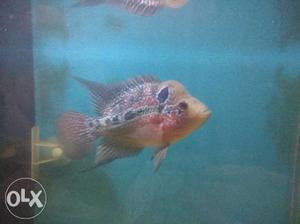 Good quality flowerhorn fish pophead for sale