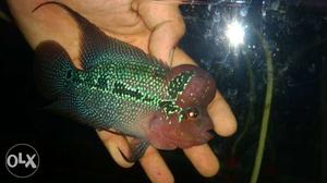 Good quality super red dragon flowerhorn with fan