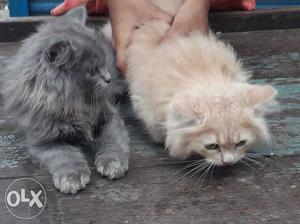 Gray And Orange Persian Cats