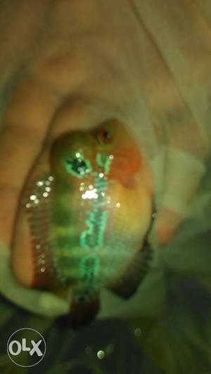 Green And Orange Flowerhorn Fish