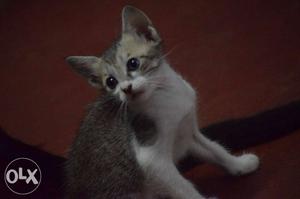 Grey And White Tabby Kitten