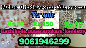 Grindal worms Rs150, microworme Rs 80, moina 80