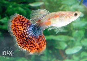 Guppy Fish red mossaic breeding pair