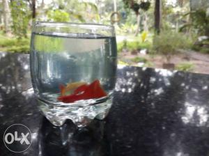 HB albino full red guppy Only one pair