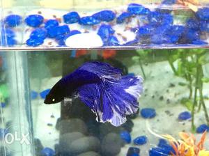 Half moon blue and white betta. Real pic without