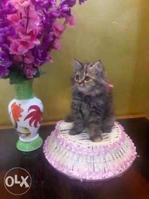 Healthy And Active Very Loving Persian Kitten