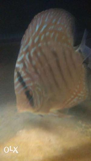 Healthy mark tan terquise discus fish for sell