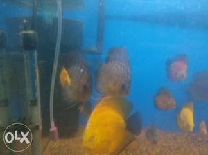 Hey guys selling all of my discus including 2