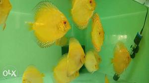 High quality Discus Fish (yellow checker Discus)available.