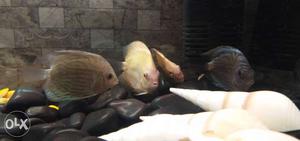 I want to sell.my discus..