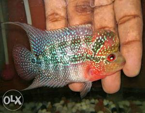 Imported srd flowerhorn with ball head and box