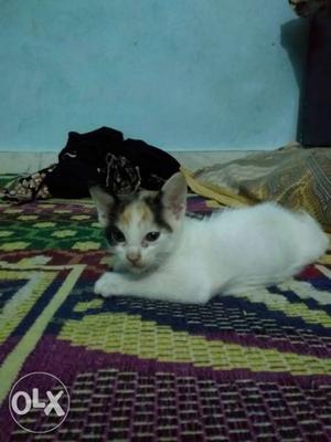 Kitten age-2 month colour- white,black and Orange