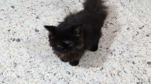 Kitten for Sale Persian
