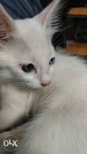 Kitty with different colour eyes(blue,greenish black