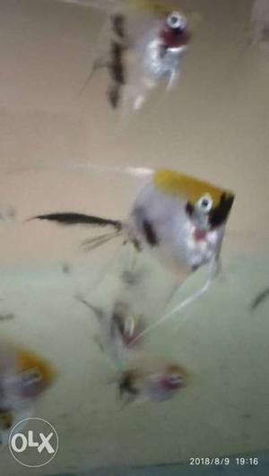 Koighosh angel fish ready to sale... limited stock..