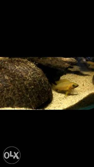 Lemon Cichlid fish Neolamprologus leleupi for