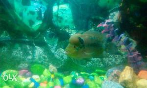 Magma flowerhorn cheap rate +poped head and