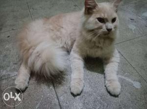 Male kitten 70 to 80 days persian badam color