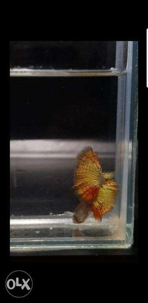 Medusa Guppies Imported line available for sale