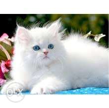 More beautiful colors Persian kitten or cats for sale
