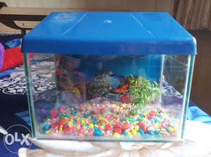 Nice Fish Tank & All accessories and oxigen