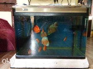 Only fishtank imported fish tank with inbuilt filter