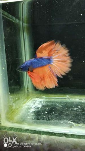 Orange And Blue Betta Fish