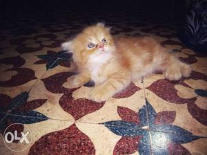 Original parssion cat puppy yellow - male 