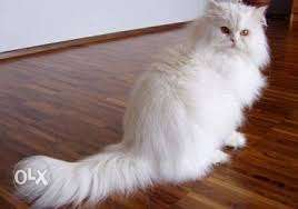 Original persian kitten of "light brown color