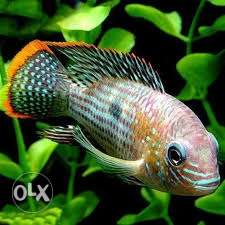 Oscar fish, fish is very healthy and to look it