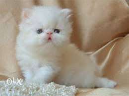 Oxford kennel very cute persian kittens for sale call me now