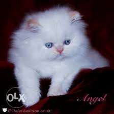 PURE N HEALTHY Persian Kittens available