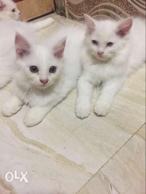 Parsian cat babies (3mnths)a pair of male n female