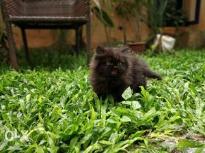 Persian Kittens (In-Around 2 months old)