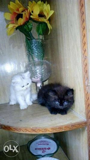 Persian cat couple, 2 months old kittens. Pure