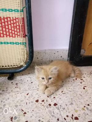Persian cat female 4 months old wheat color