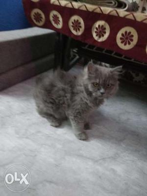Persian cat fury gray color