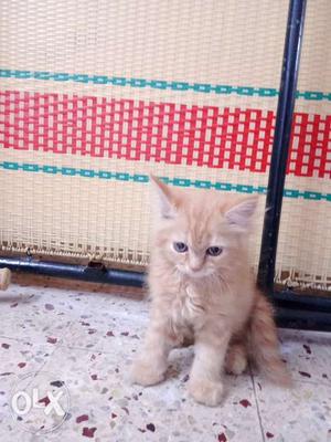 Persian cat male 4 months old wheat color