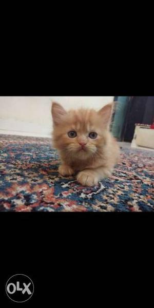 Persian cat pure breed kitten for sell very cute doll &