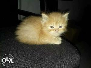 Persian doll face for sale 2 mnths old